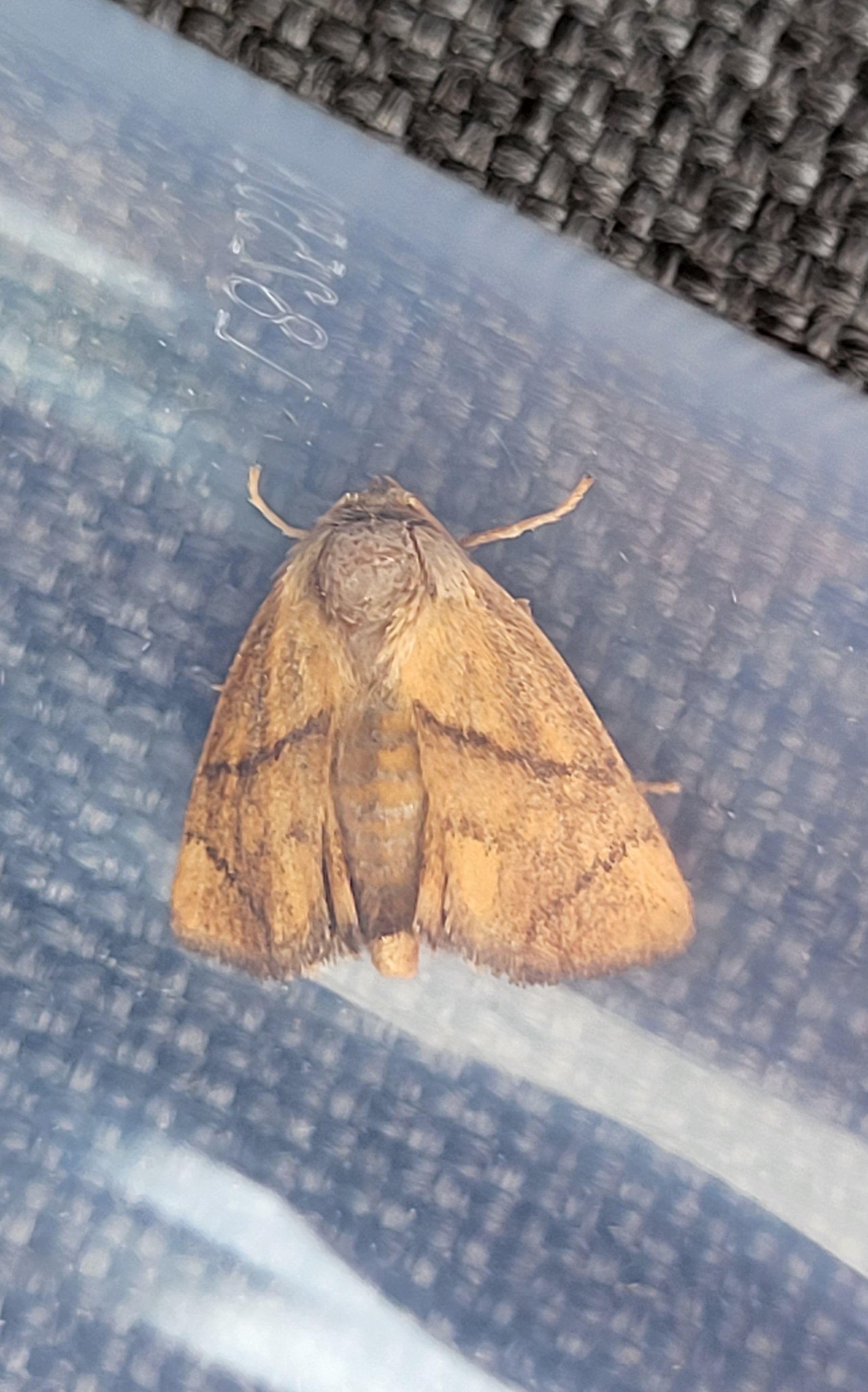 Photo of Festoon (Apoda limacodes)